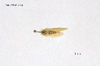 藏品(褐帶小黃毒蛾)的圖片